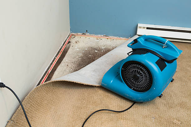 Best Basement water damage restoration  in Grant, AL